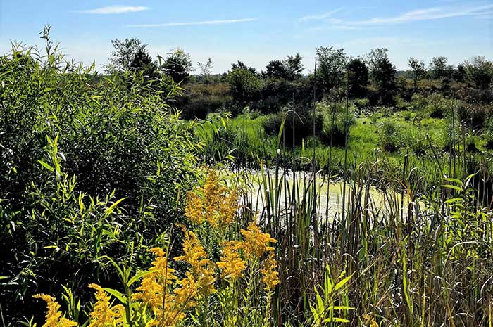 What You Should Know About Wetland Delineation